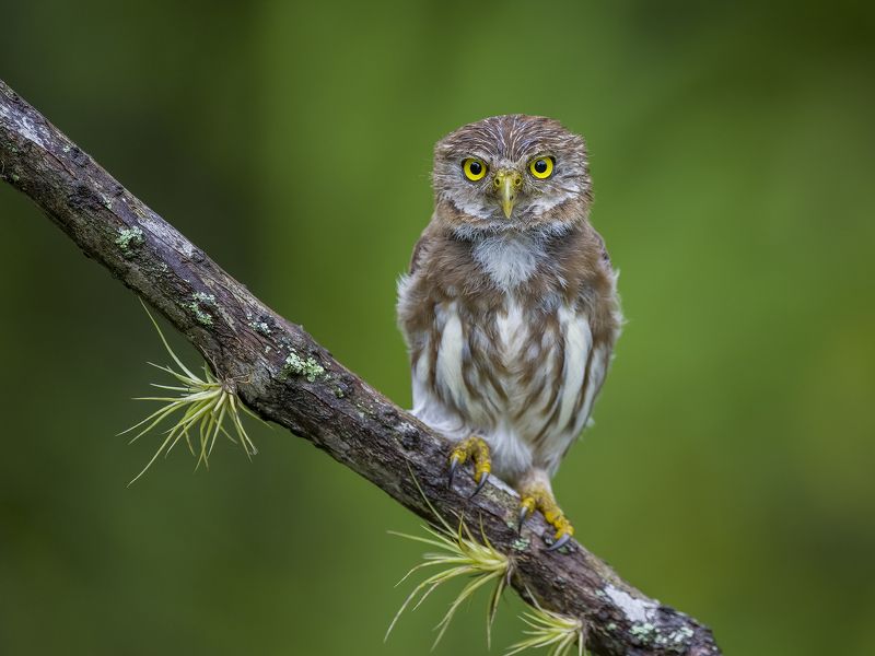 Ferruginous Pygmy-Owl фото превью