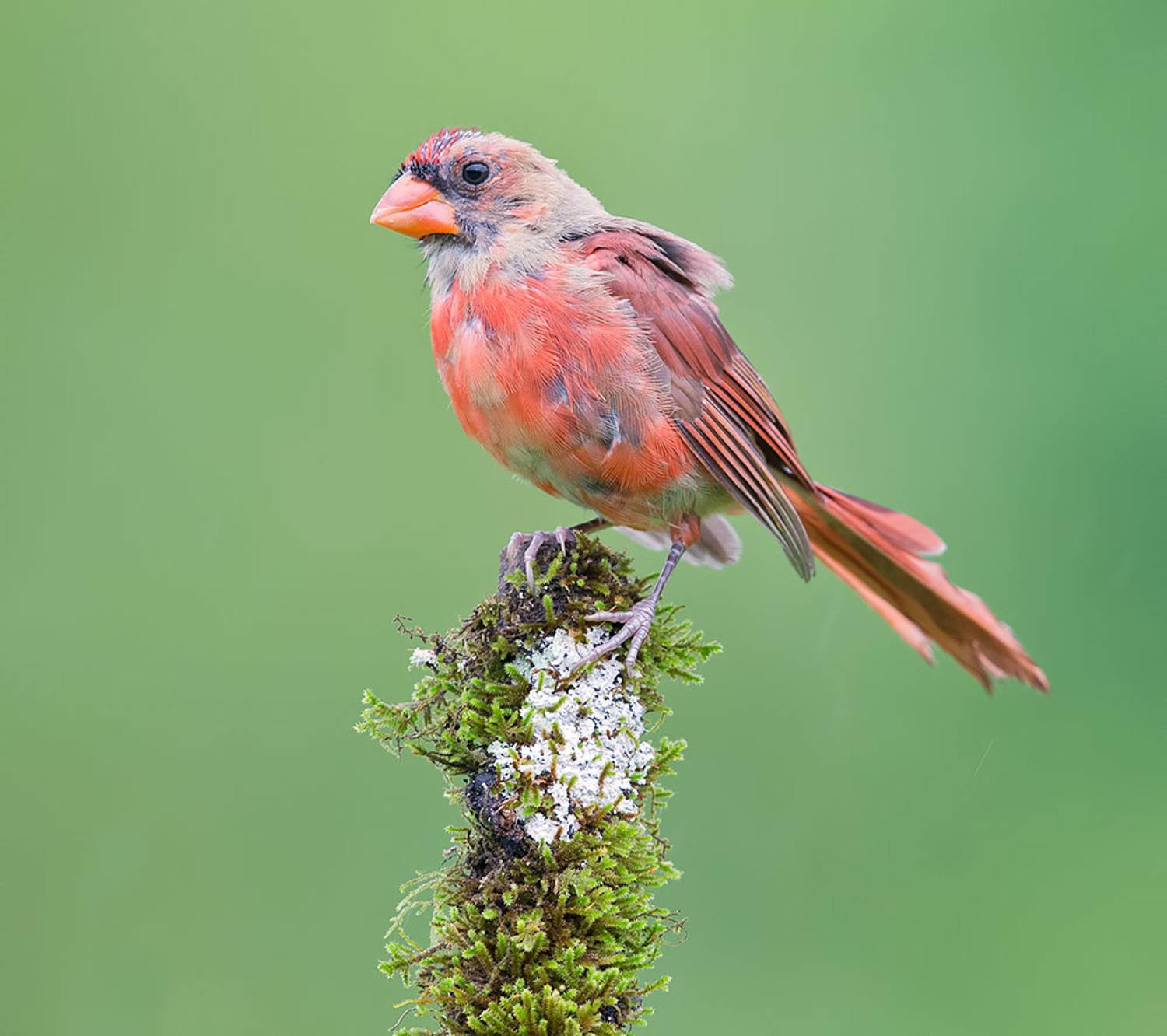красный кардинал, northern cardinal, cardinal,кардинал, Etkind Elizabeth