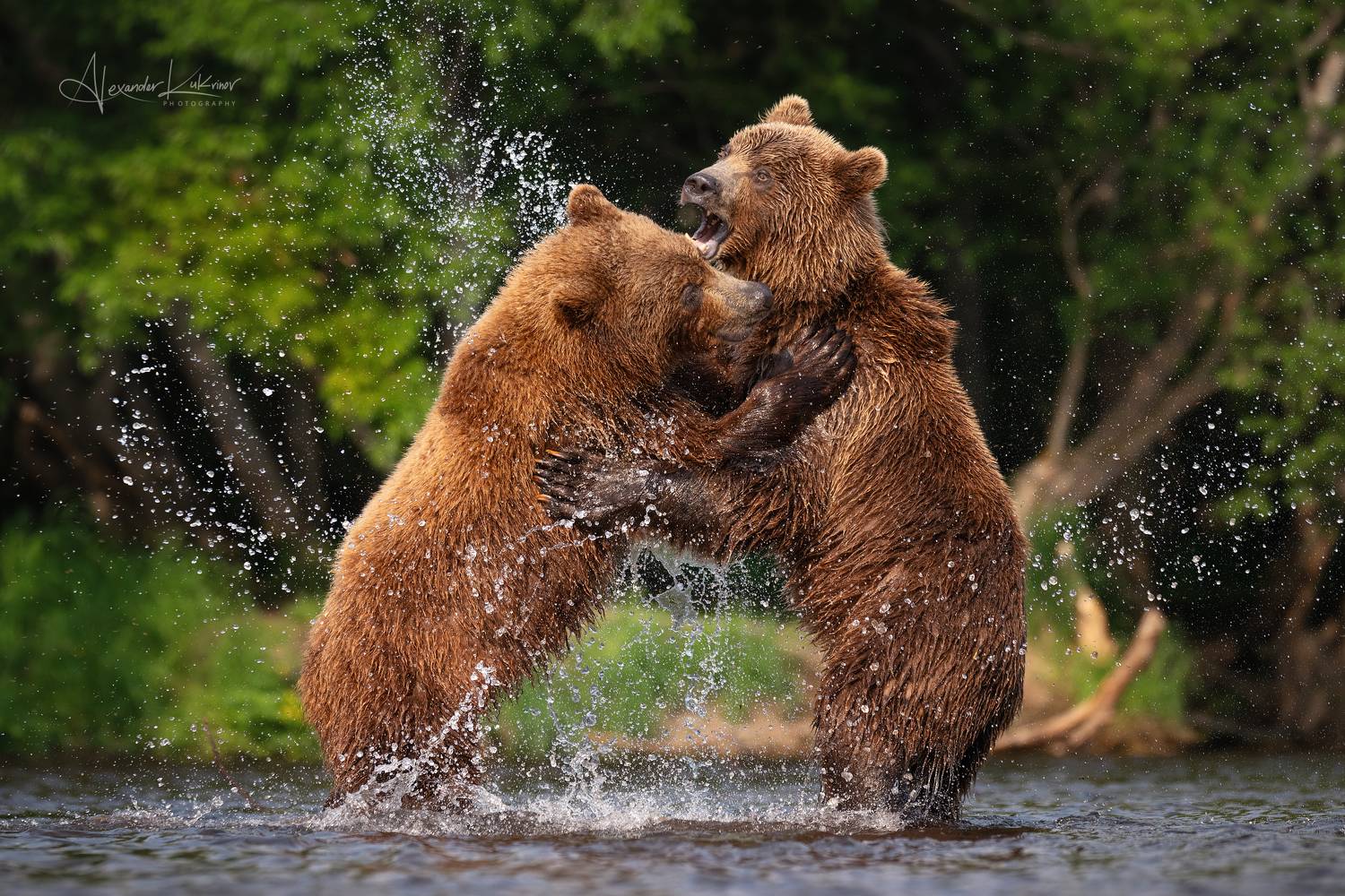 медведь,медведи,камчатка, Александр Кукринов