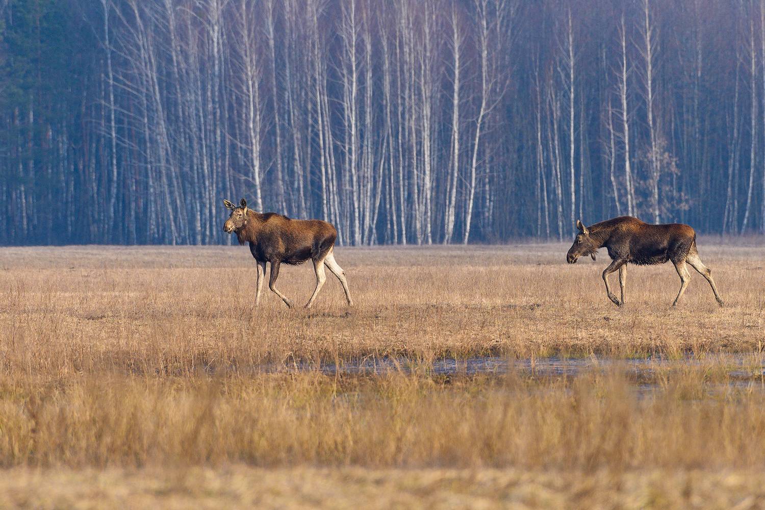 #лось #moose, Александр Добыш