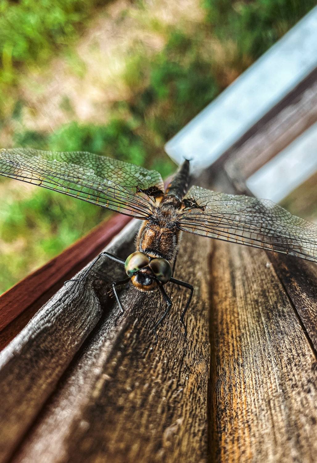 , Алинция Савельева