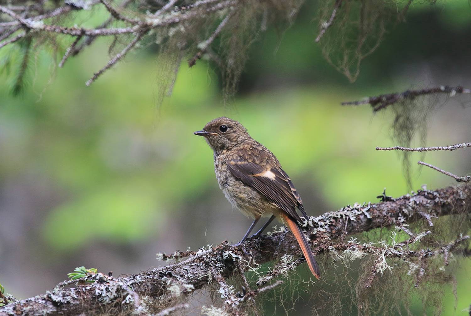 горихвостка, Валерий Платонов