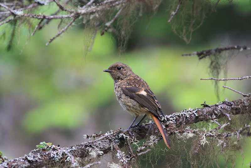 горихвостка Горихвостка фото превью