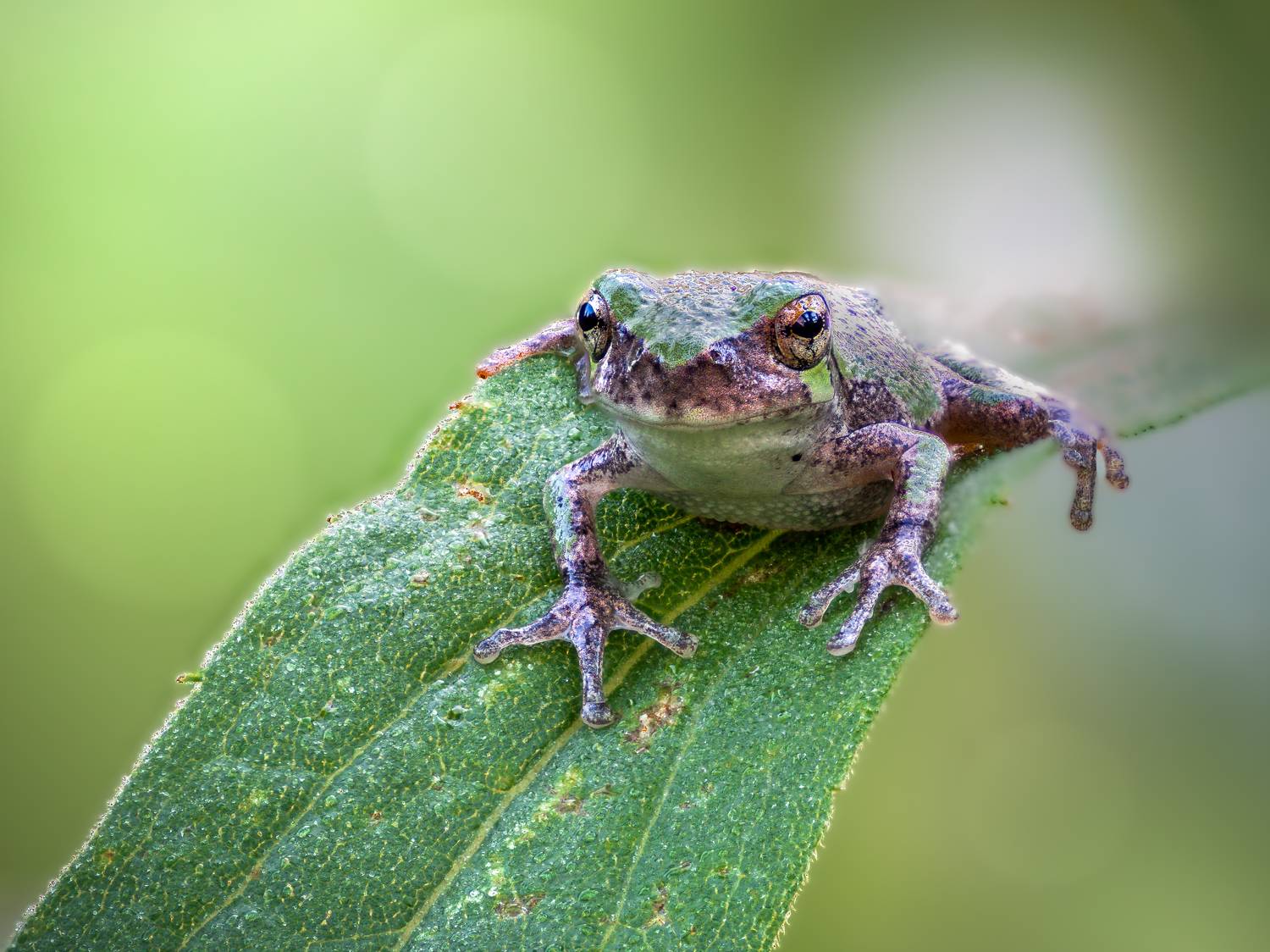 frog, reptile, flower, macro, sunrise, sunset, closeup,, Atul Saluja