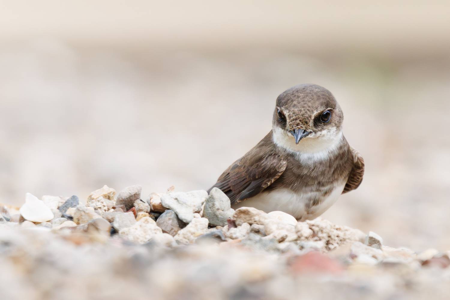 , Гильманов Артур