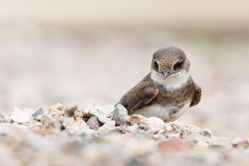 Береговушка фото превью