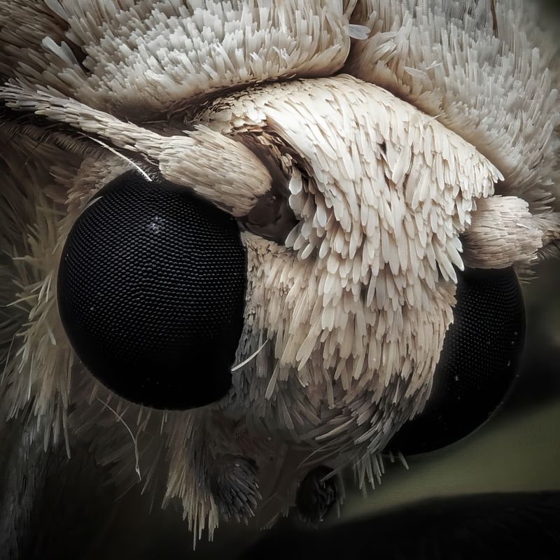 Ангел или демон? фото превью