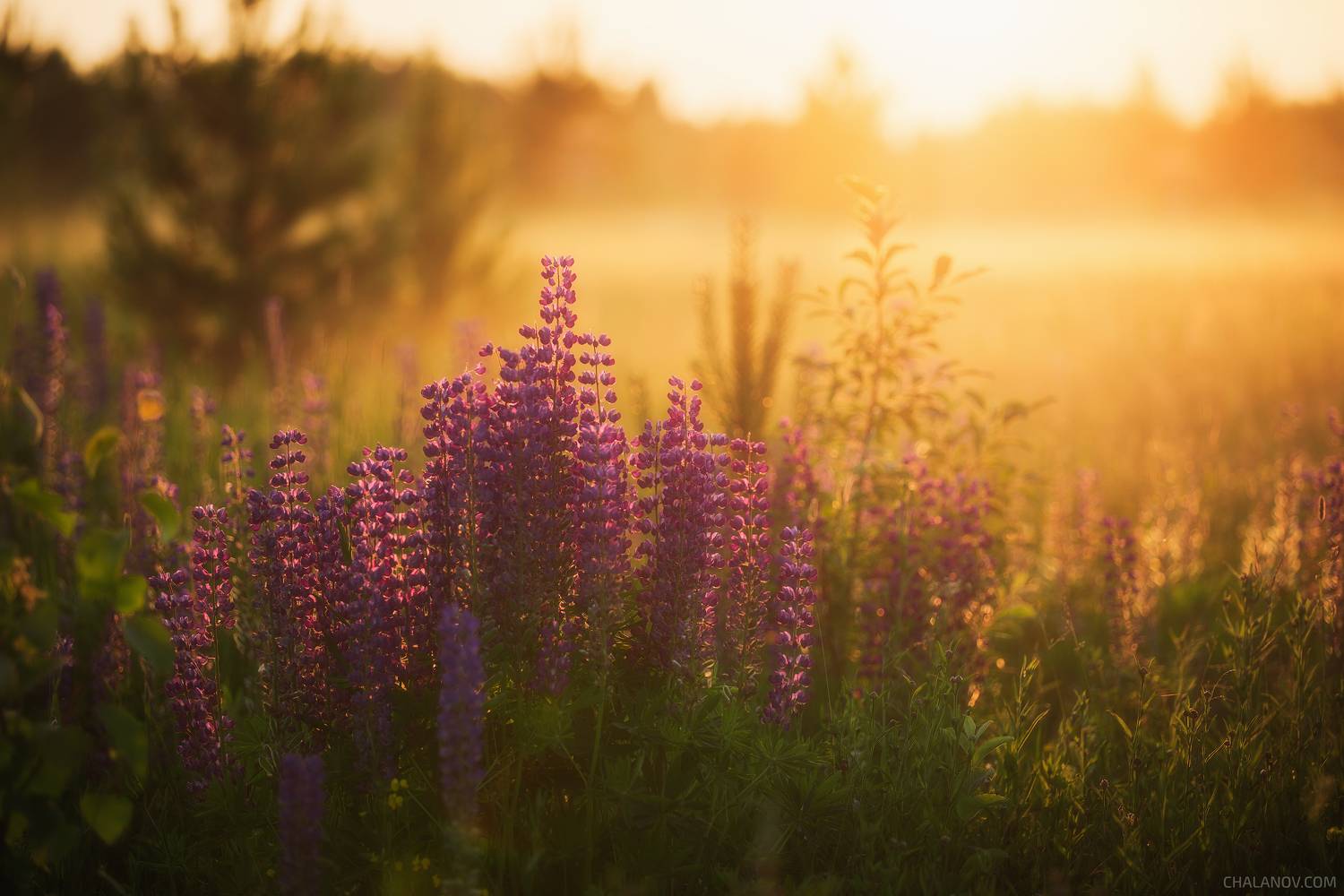 пейзаж, природа, люпины, туман, закат, Иван Чаланов