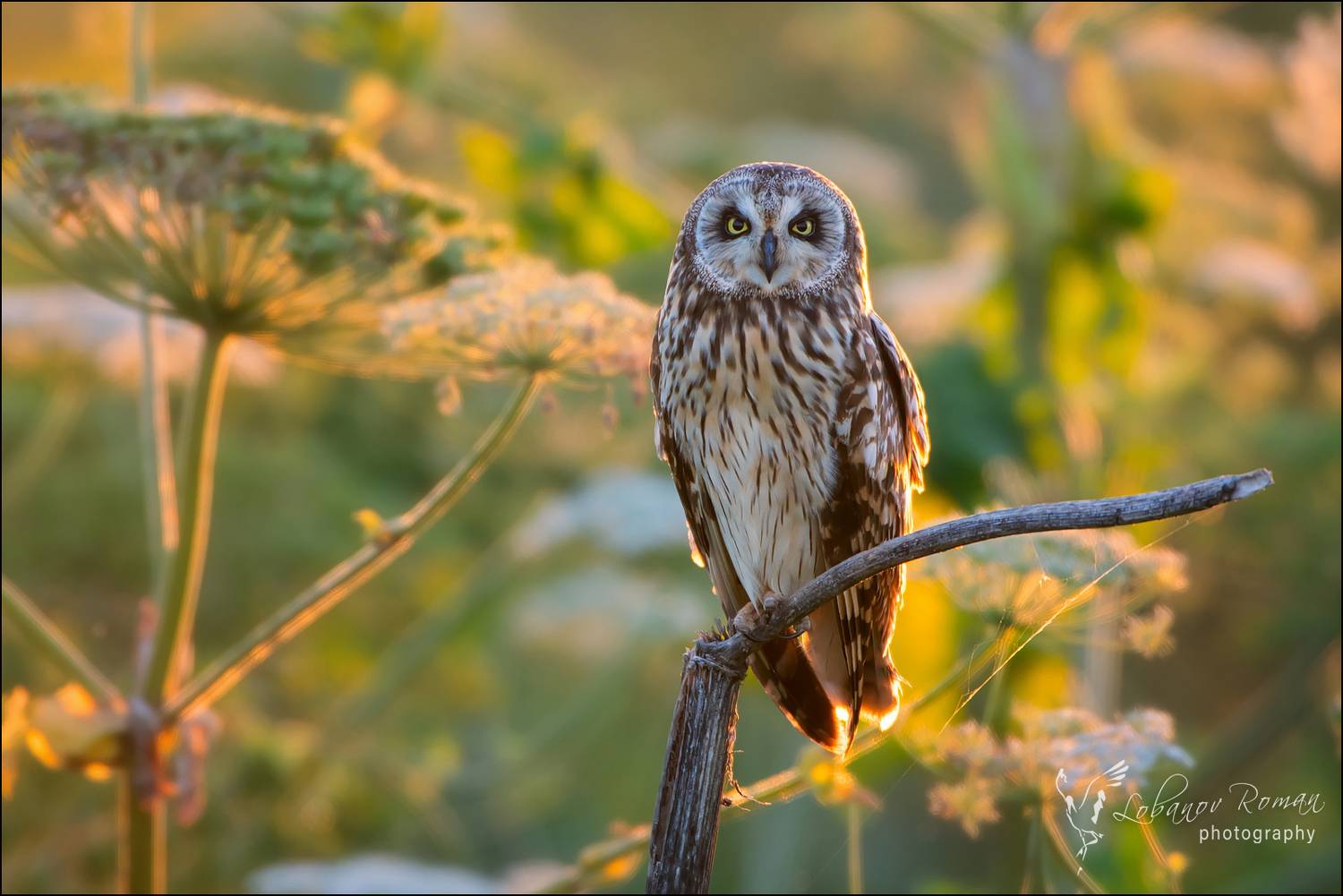 , Лобанов Роман