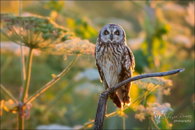 В закатном свете фото превью