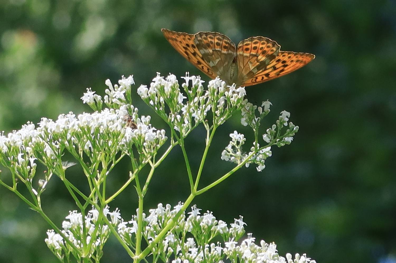 бабочка,цветок, Козлова Галина
