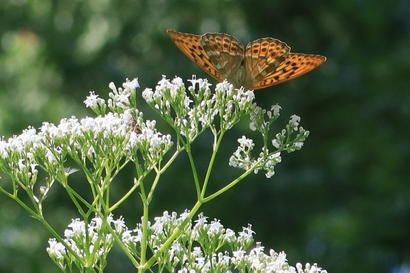 бабочка,цветок Бабочка на цветке фото превью