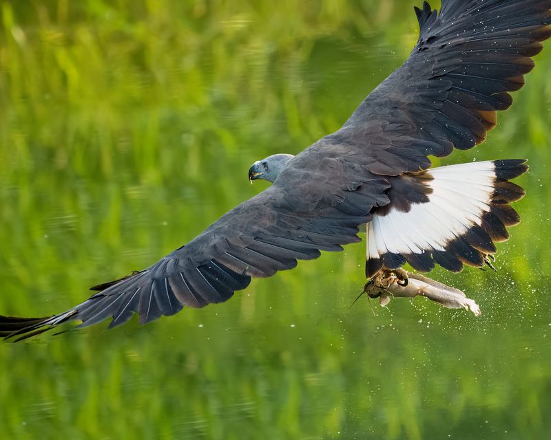 I am a Hunter фото превью
