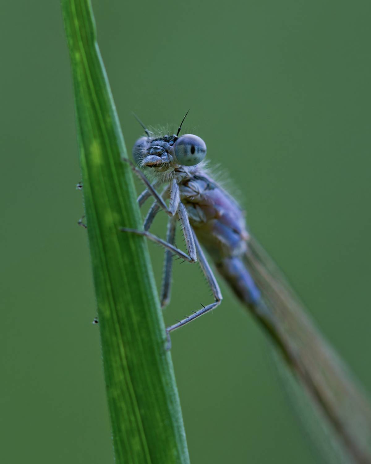 макро, стрекоза, макрофотография, macro, dragonfly, Хилько Марина