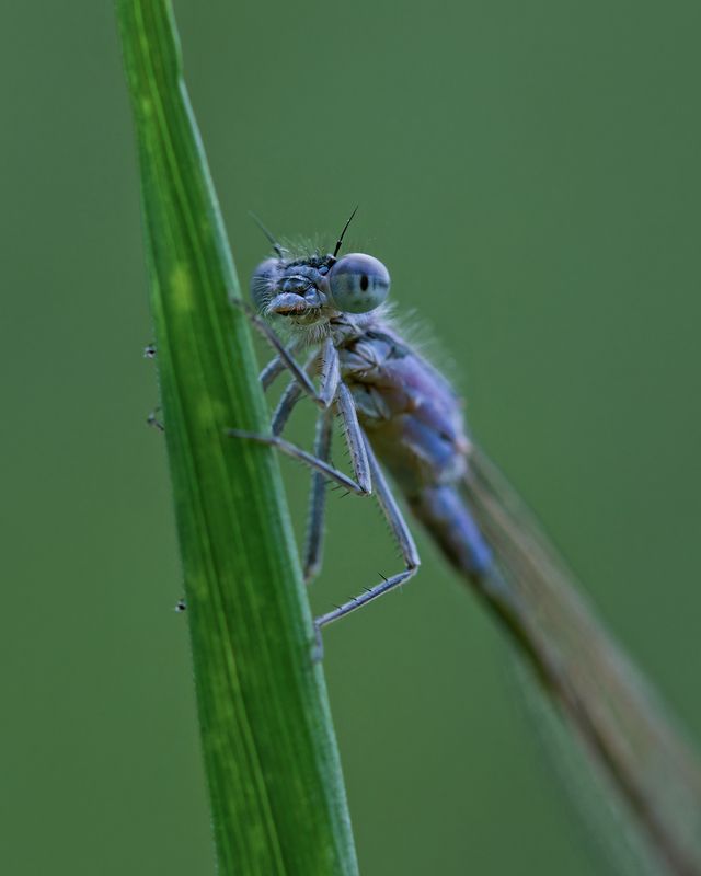 макро, стрекоза, макрофотография, macro, dragonfly Безмолвный взгляд фото превью