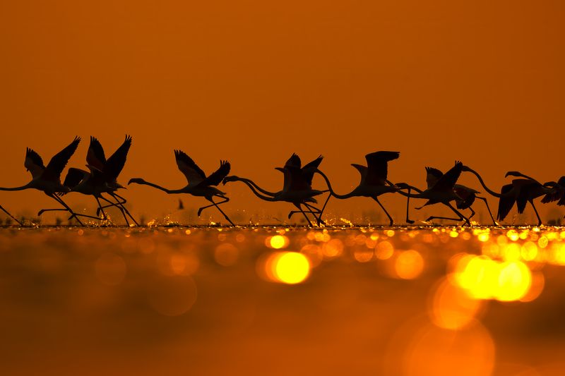 Run, Golden light, Flamingo Dancing on the Edge of Fire фото превью