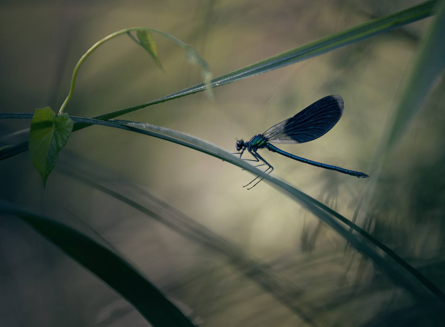 , Баранов Олег