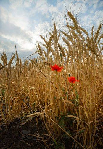 Полевое Ставрополье