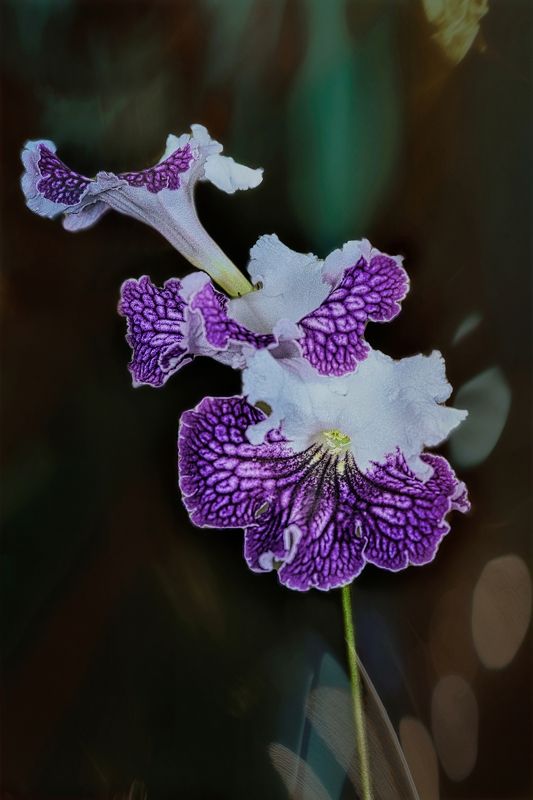 Streptocarpus фото превью
