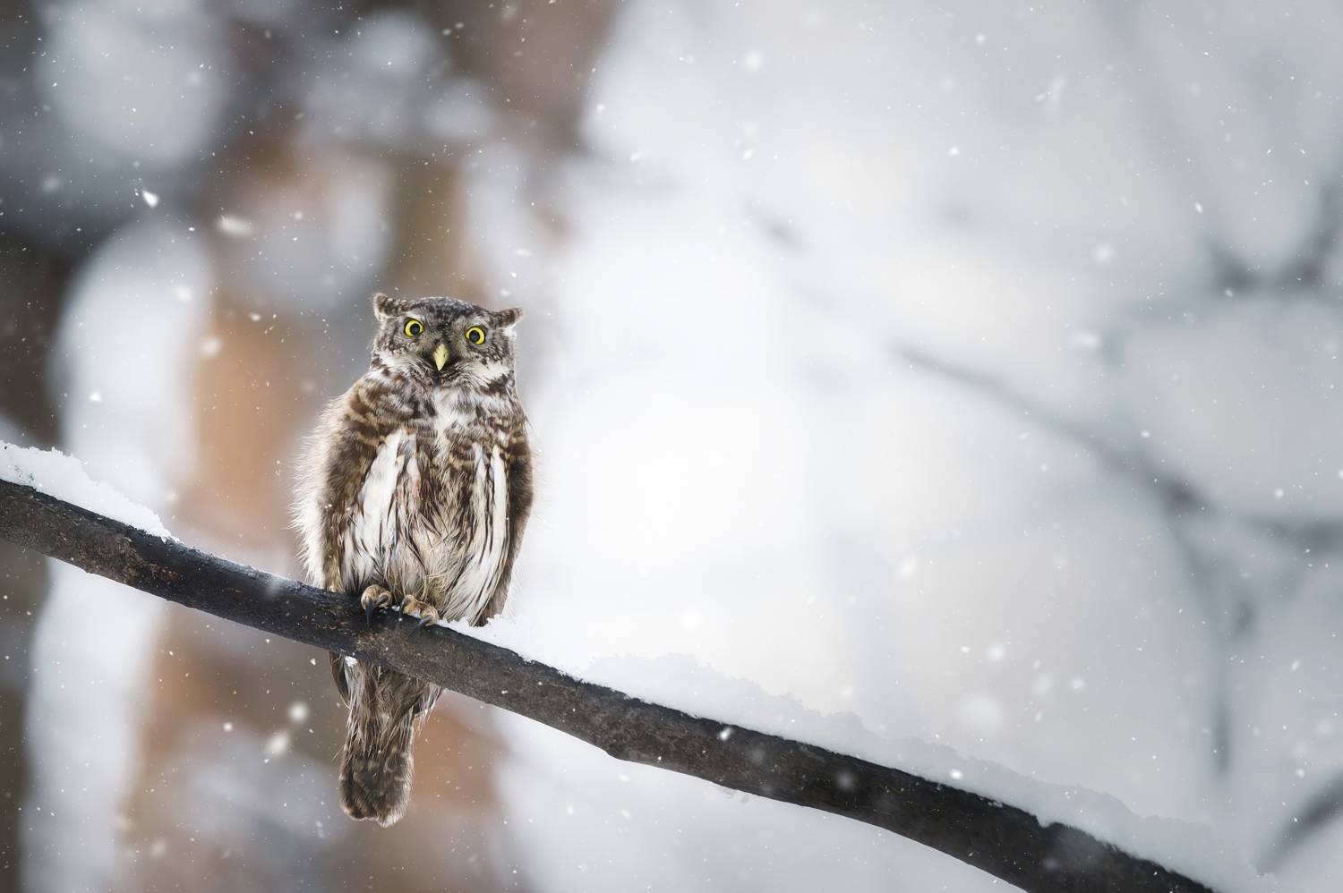 wild; nature; wildlife; bird; winter; tree; owl; animal; small; pygmy, Корнеев Алексей