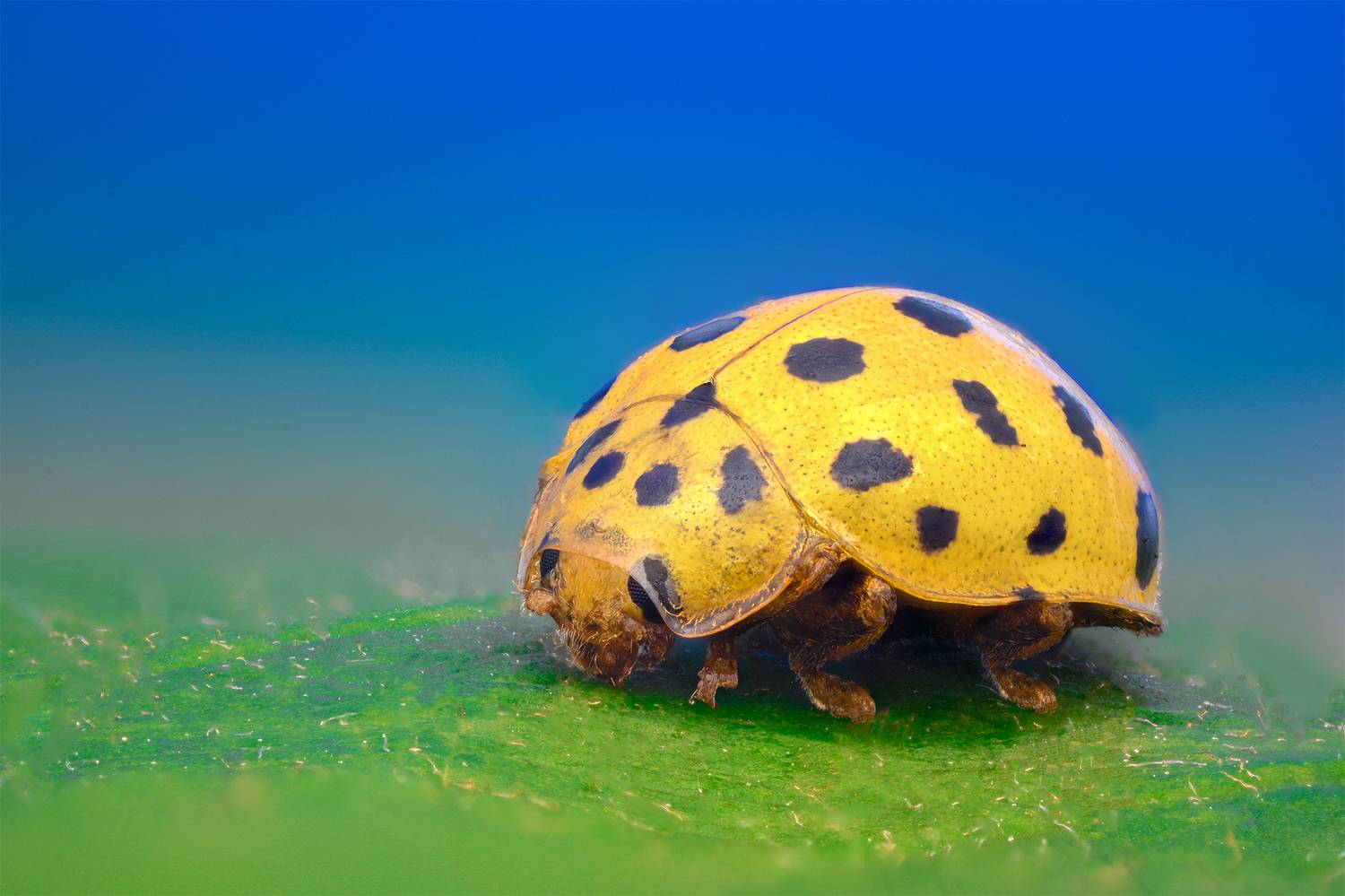 ceclii, macro, Цветан Ганев