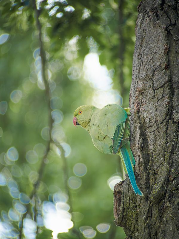 Пиастры! Пиастры! фото превью