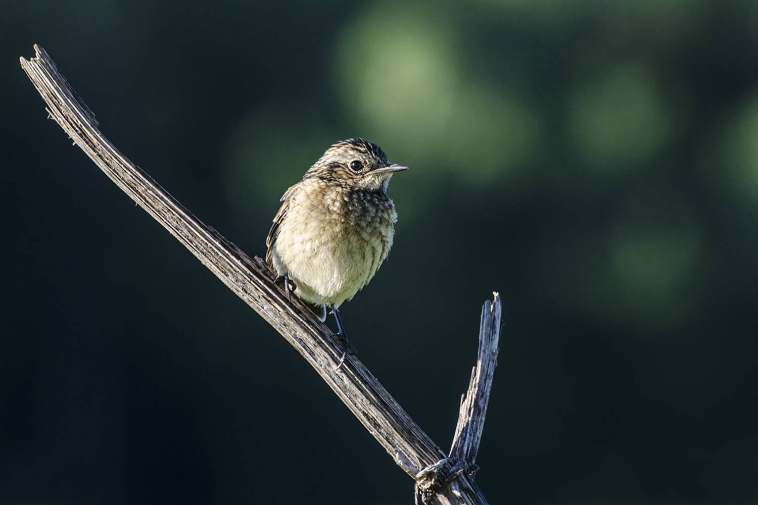 , Михаил Агеев