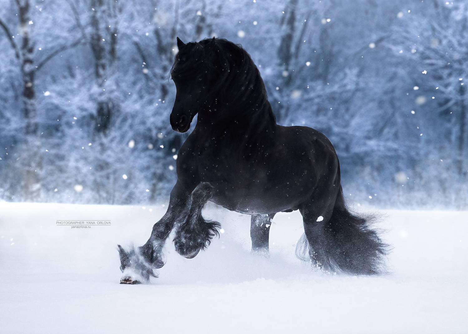 конный фотограф, лошадь, конь, лошади, конная фотография, жеребец, horse,  horses, pferd, конный фотограф яна орлова, Яна Орлова