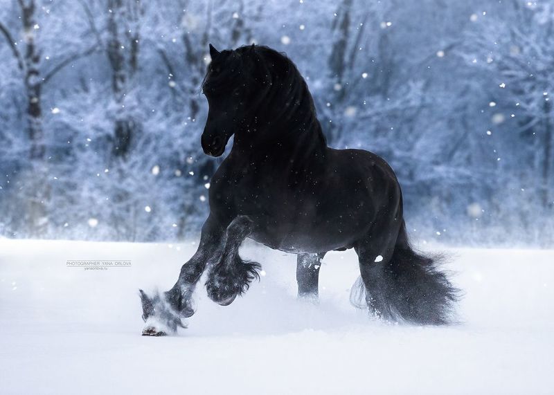 конный фотограф, лошадь, конь, лошади, конная фотография, жеребец, horse,  horses, pferd, конный фотограф яна орлова Фризский жеребец фото превью