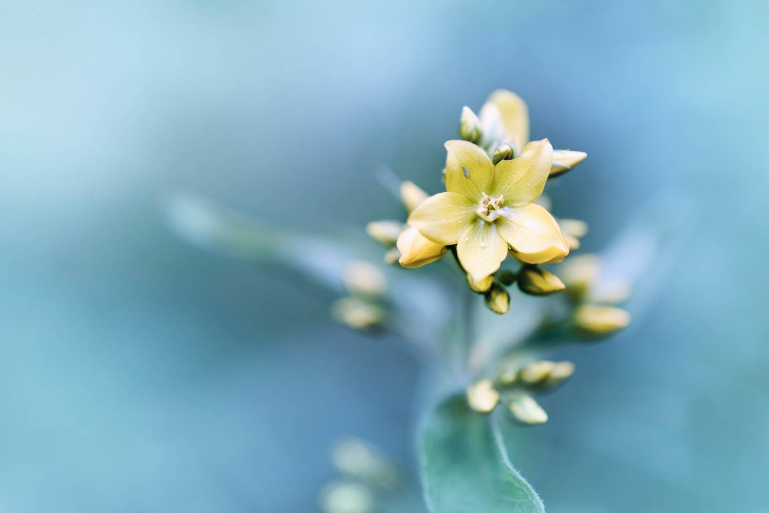 , Валерий Вождаев
