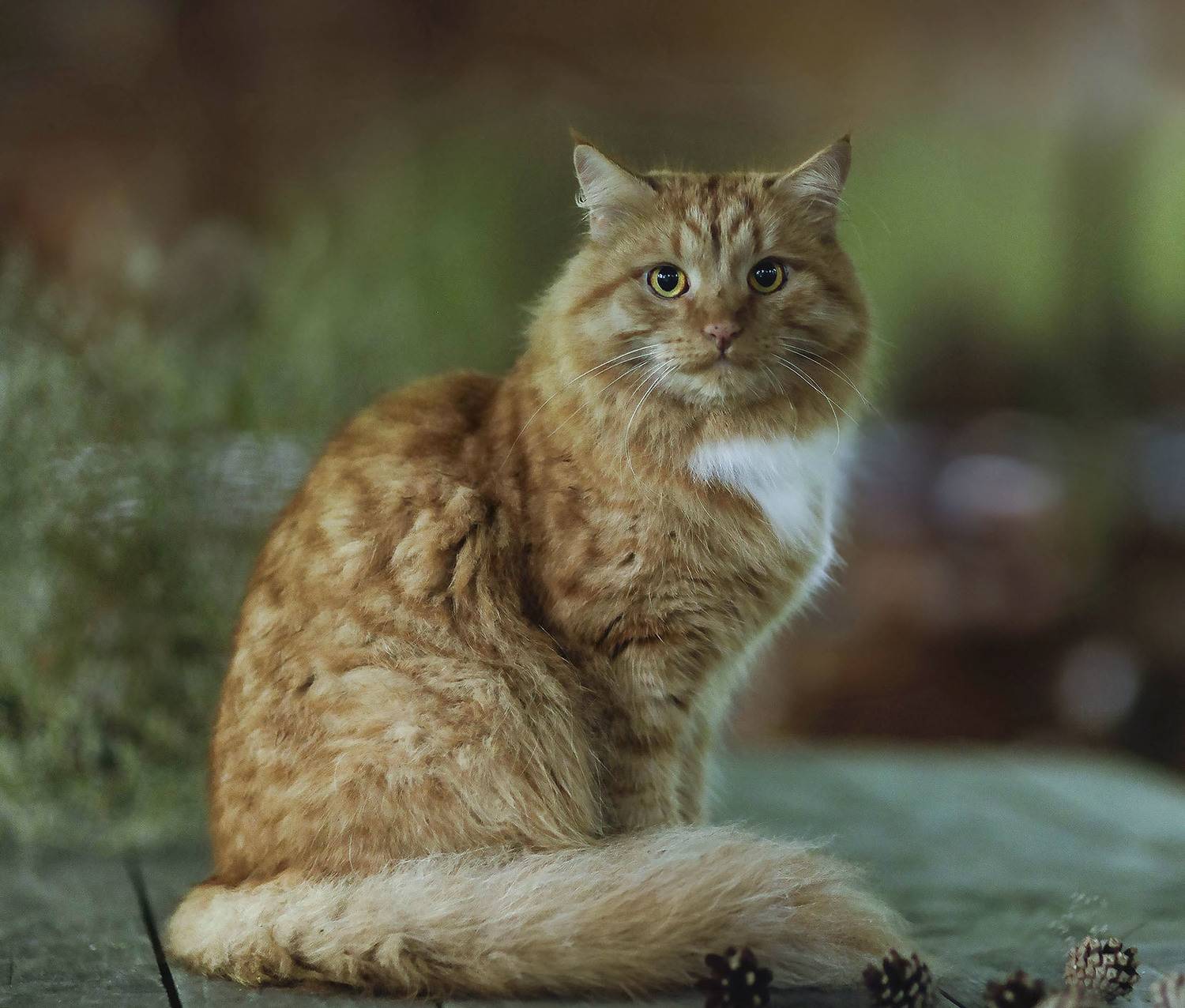 кот,фотомодель, красавец, лето,природа,cat, beautiful, nature, Стукалова Юлия