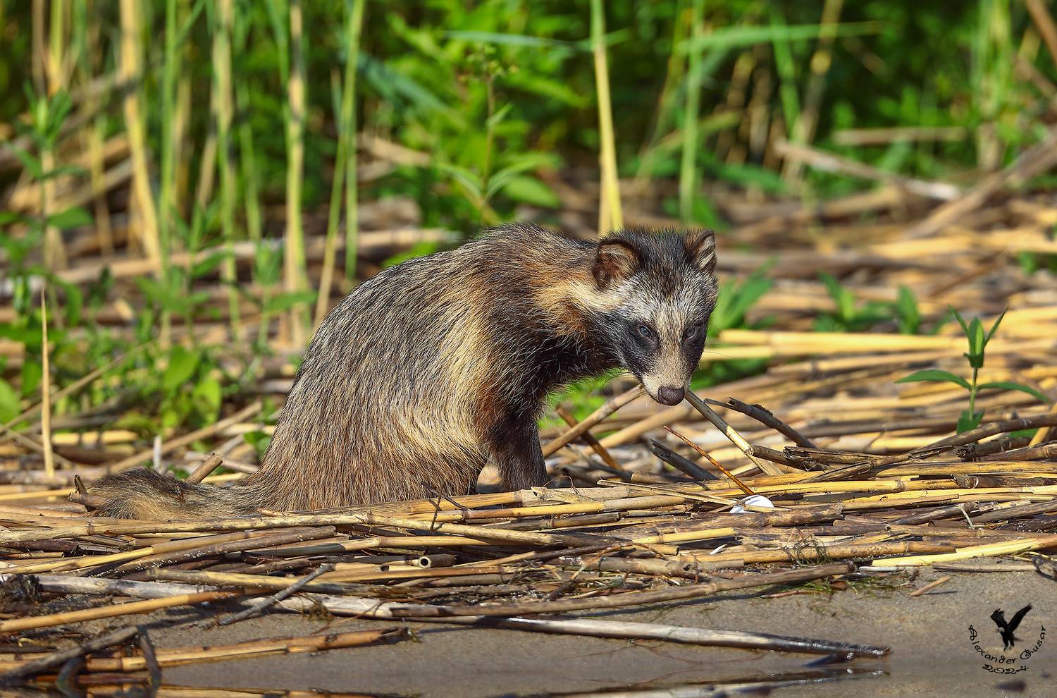 енотовидная, собака, Гусар Александр