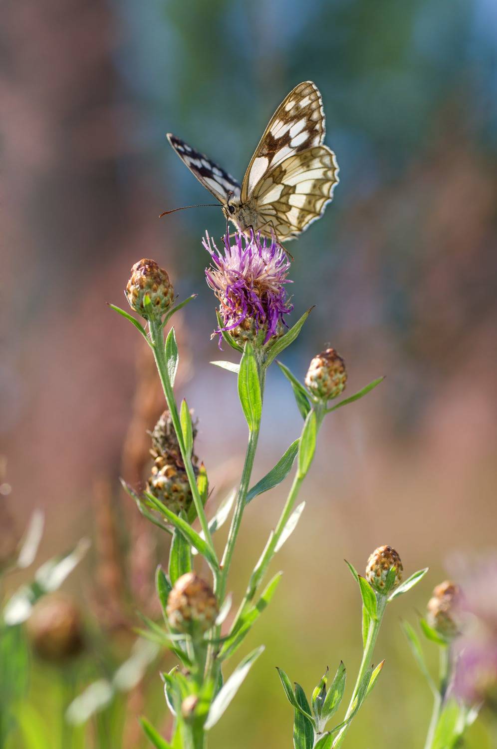 Бабочка, Пестроглазка галатея, Чепленко Алексей