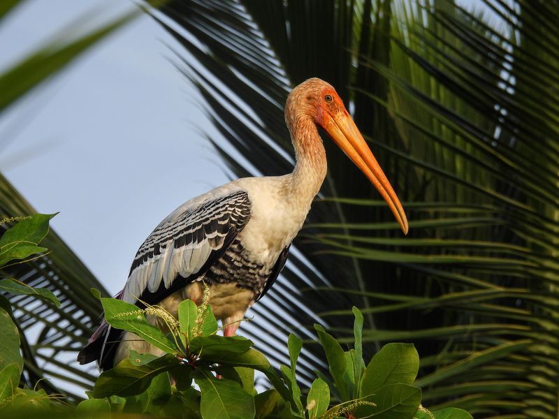 Клювач фото превью