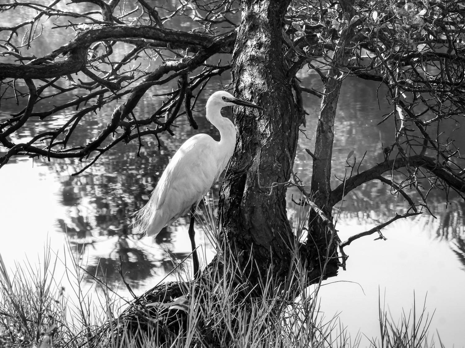 , Лесина Елена