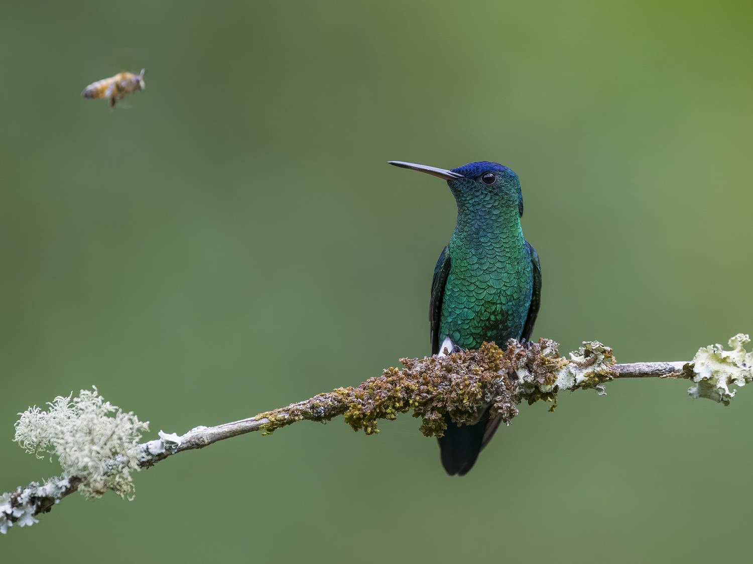 , Burgalin Sequeira Fernando