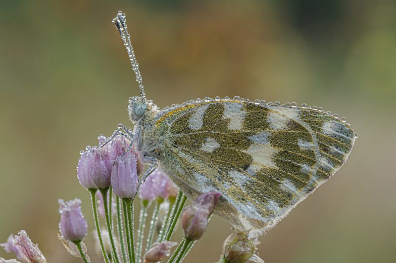 Бабочка в росе, раннее утро. фото превью