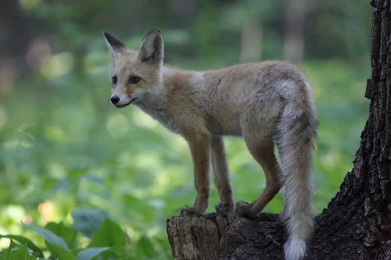 природа, животные, млекопитающие, звери, детеныши, лисица, лисята, анималистика, лес  фото превью