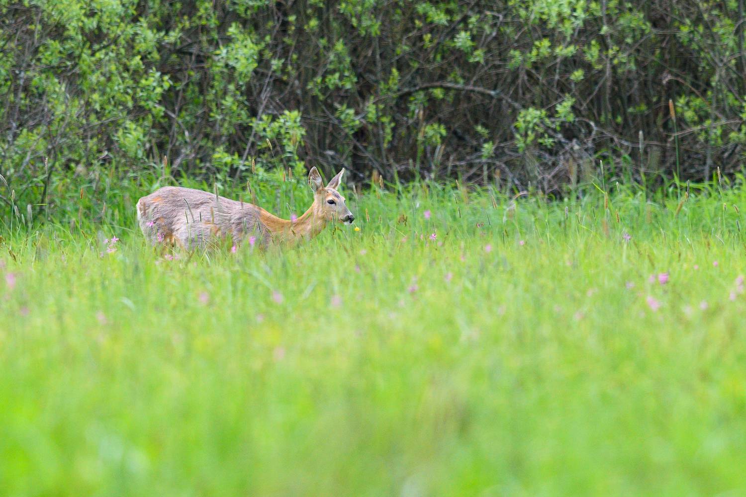 #олень #deer #roe, Александр Добыш