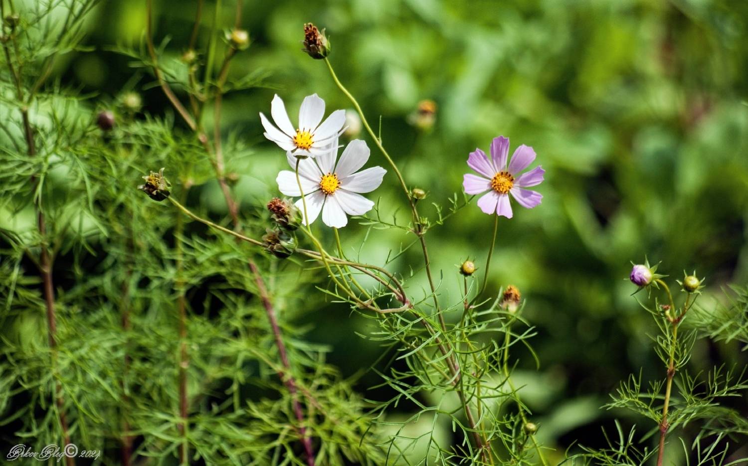 , Орлов Олег