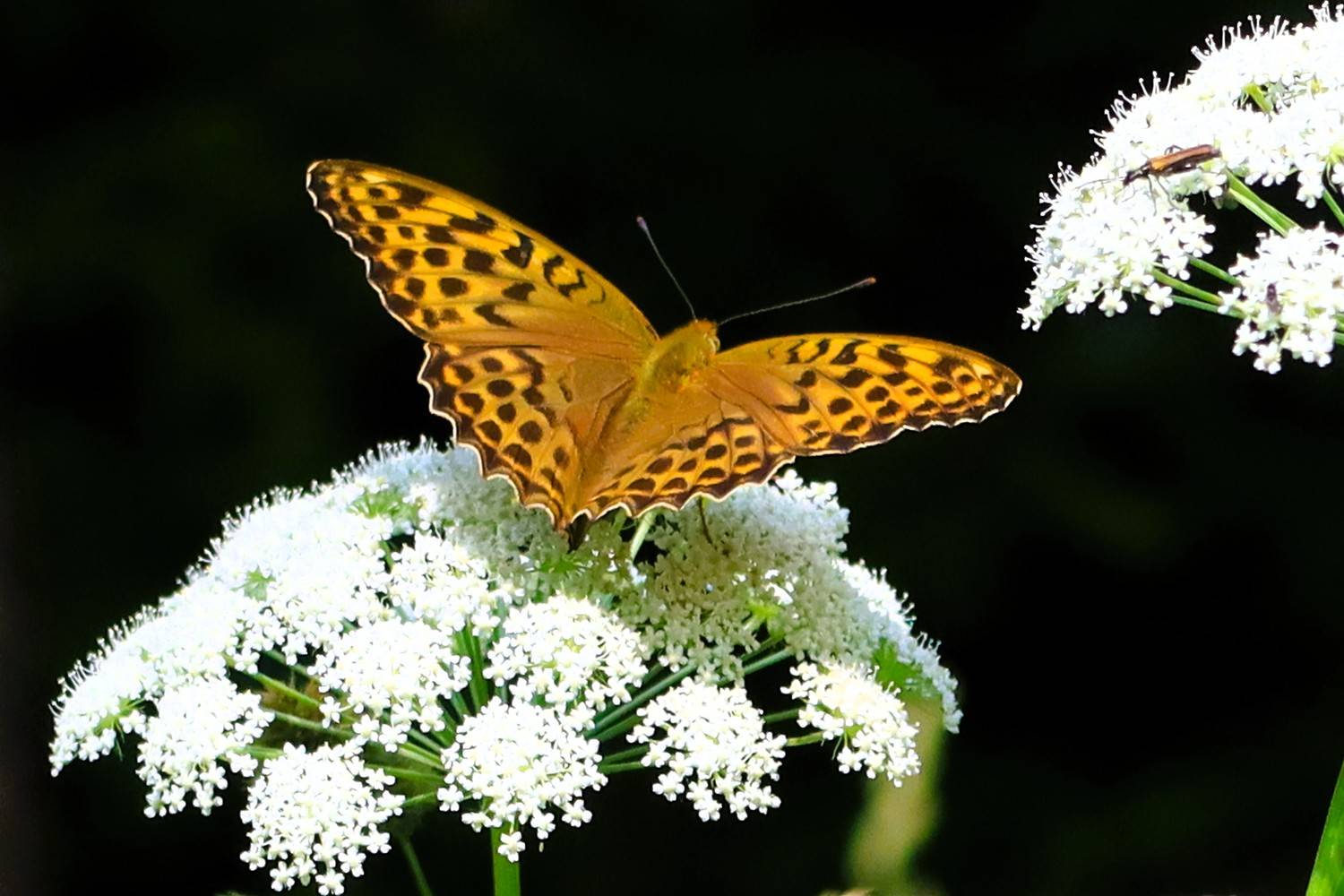 бабочка,цветок, Козлова Галина