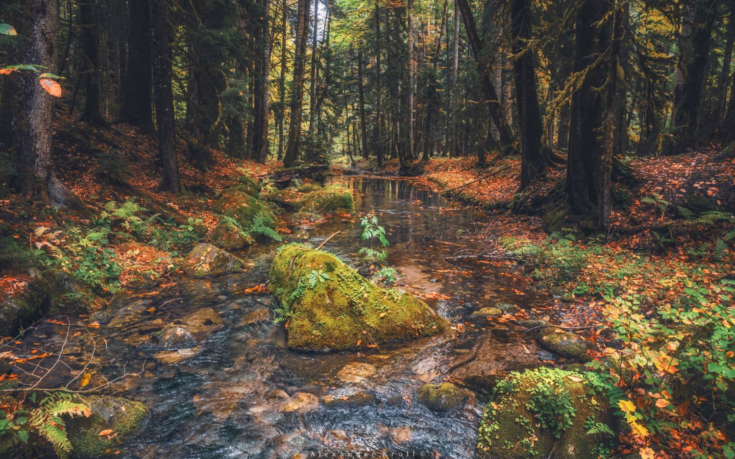 кгпбз, лес, дебри, заповедник, ручей, осень, Круль Александр