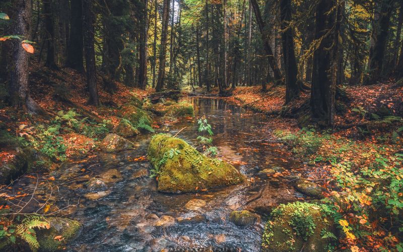 кгпбз, лес, дебри, заповедник, ручей, осень У лесного ручья фото превью