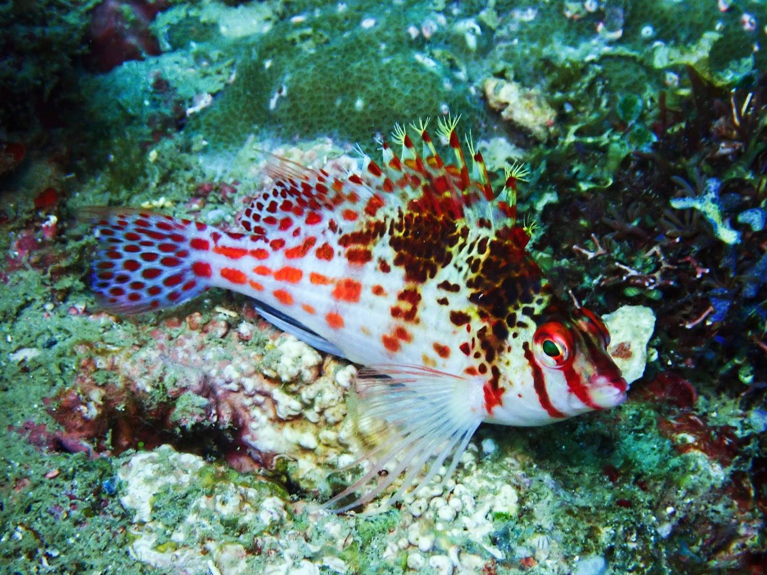 Миндоро, Филлипины, Кирилл Леднев