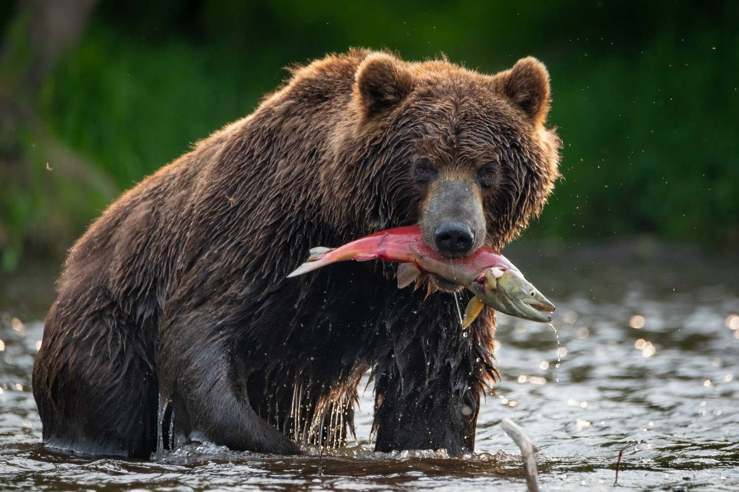 медведь, Камчатка, рыбалка, улов, река, рыба, Степанова Татьяна