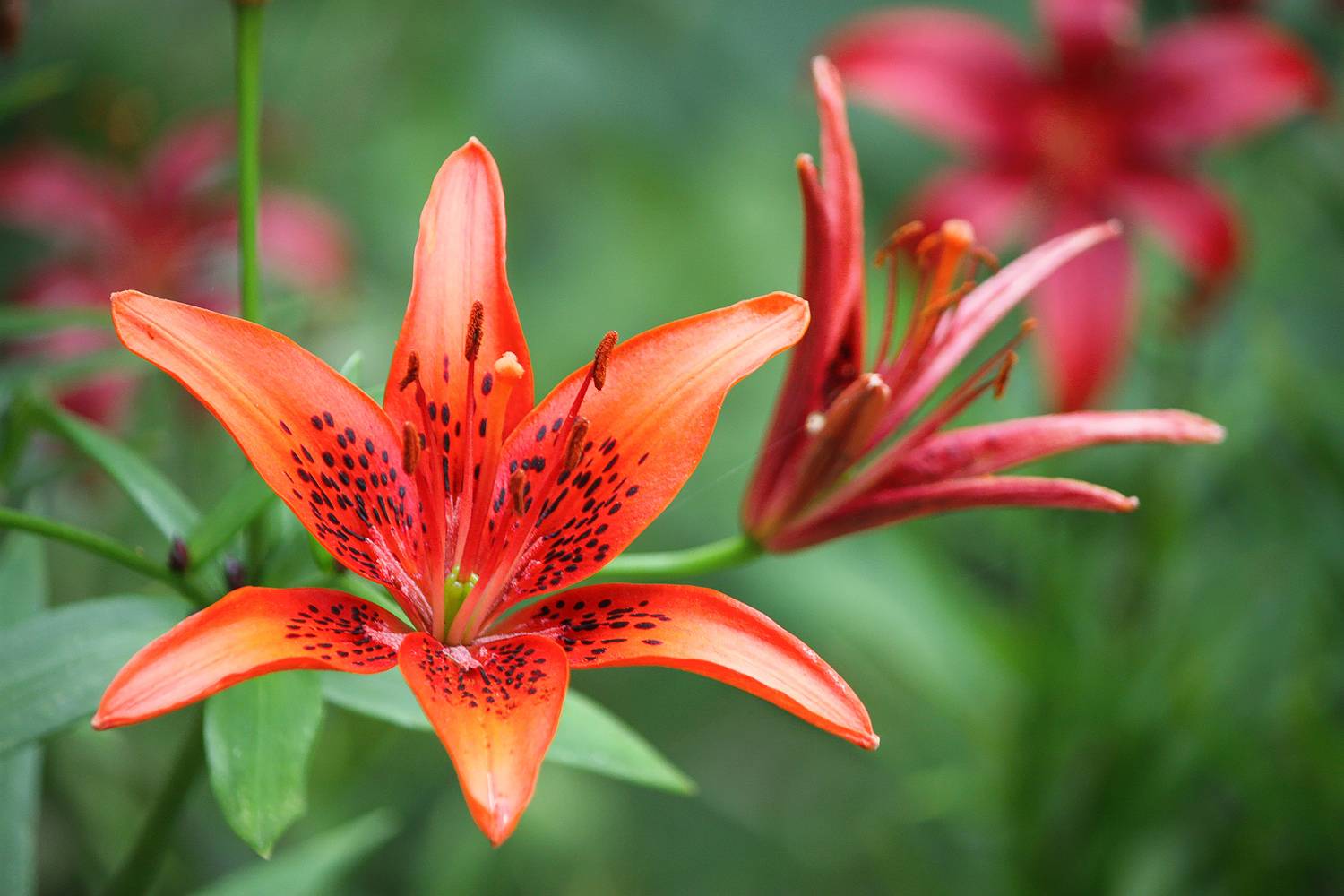 лилия ланцетолистная, лилия тигровая, lilium lancifolium, КарОл