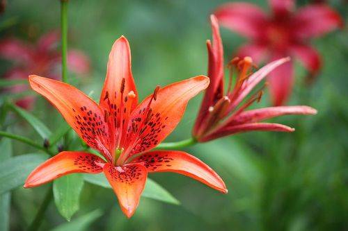 Лилия тигровая