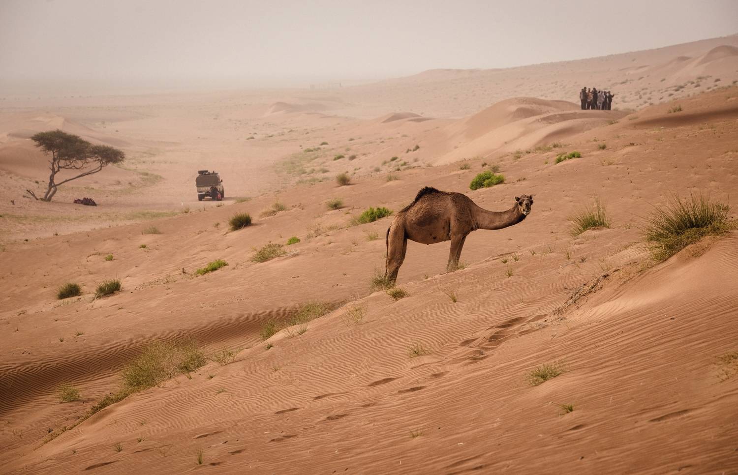 оман, вахиба, Алексей Мараховец