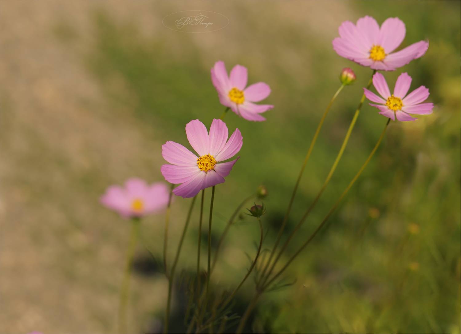 цветы, бутоны, трава, Вера Петри