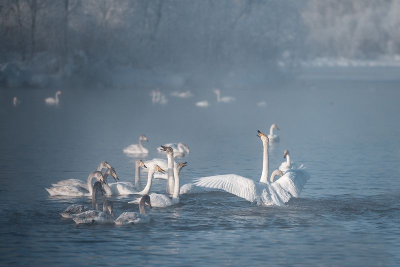Разборки на озере фото превью